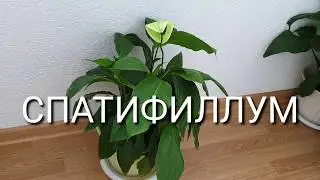 Спатифиллум. Как правильно ухаживать. Полив. Размножени. Цветение.