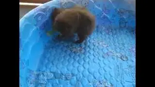 Chocolate Pomeranian Puppies For Sale Both Girls