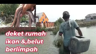 Belut & ikan bersarang di tambak yg rusak .
