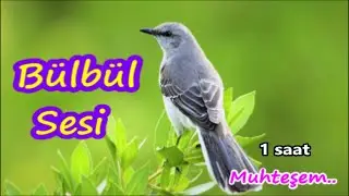 BIRD'S SOUNDS  AND THE SONG OF NIGHTINGALE IN THE FOREST. Nature, Relaxing Music, Therapy Meditation