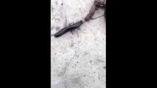 ШОК 18+ ДВУХВОСТКА ЕСТ ЧЕРВЯКА ЖЕСТЬ