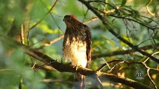 Golden Hour Red-shouldered Hawk