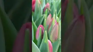 Выгонка тюльпанов в подвале19.02#выгонкатюльпанов #выгонкатюльпановк8марта #выгоняемтюльпанывподвале