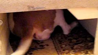 Копия видео Эвина попа