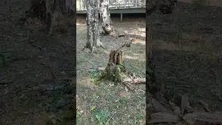 Разрушение иллюзий. Шортс. shorts