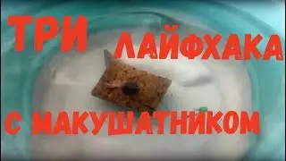 Three life hacks for fishing with oilcake from 