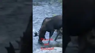 Majestic Moose Encounter on the Hamsfork River: A Wildlife Spectacle!