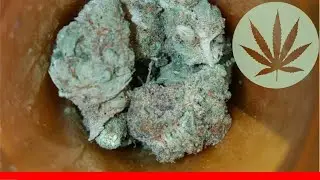 Og Strawberry - All About This Strain