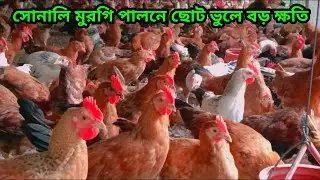 বন্ধ হচ্ছে সোনালি মুরগির খামার। কালার বার্ড মুরগি পালনে আগ্রহী হচ্ছেন খামারীরা