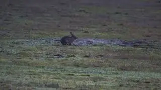 Playing Rabbits