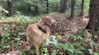 Пойдемте с нами на прогулку в горы! #Bulgaria 🏔️ #dog #doglover #realdog #goldenretriever #travel