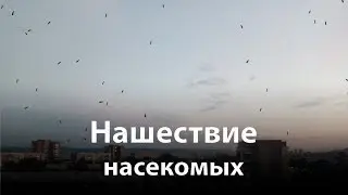 Нашествие моли