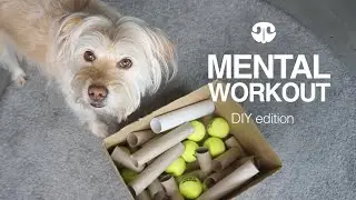 MIXED TREAT BOX - DIY Mental Workout for Dogs
