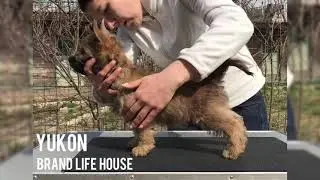 BRAND LIFE HOUSE YUKON - продается щенок керн терьера