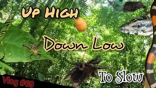 T&T Nature Vlog #69: Up High, Down Low, To Slow #trinidadandtobago #wildlife