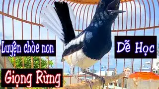 Hót Chuẩn GIỌNG NÚI RỪNG.Luyện giọng chòe than HÓT HAY. Kích chòe than hót.choethanhot,chòe than