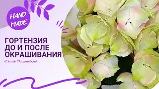 Веточка гортензии до и после окрашивания.