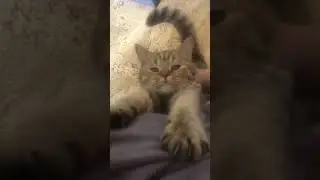 Маменькин сынок