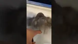животные