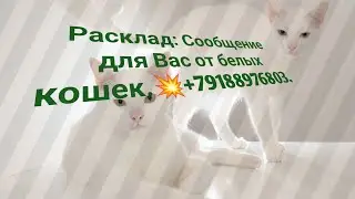 Расклад:Сообщение для Вас от белых кошек.💥+79188976803.