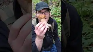 Ой, грибы, грибы, грибочки