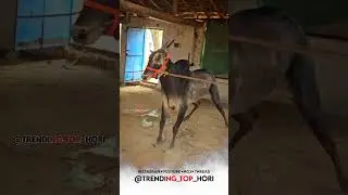 Nin bhayave nin madau | action bull | hori habba
