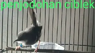 CARA MENJODOHKAN BURUNG CIBLEK KRISTAL