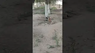 Давайте будем добрее к братьям нашим меньшим 🐕🐈🐁🦔🦢🦜