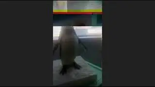 alguien sabe que pingüino es este???