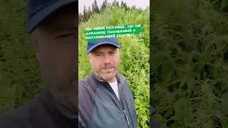 При любой бессонице, спи как младенец!