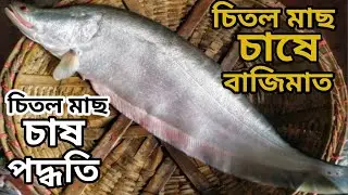 খুব সহজ উপায়ে চিতল মাছ চাষ করে লাভবান হওয়ার একমাত্র উপায় ফিমেল চিতল চাষ।শুনুন খামারির মুখের গল্প।