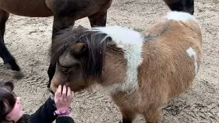 Molly learning to lift her mini hooves for cleaning then the clan goes for a walk in the woods.