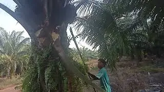 Sawit bibit unggul biji besar besar