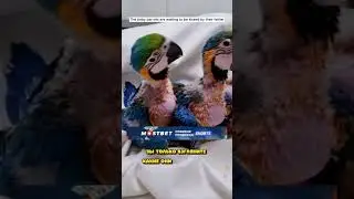 Он нашёл ГНЕЗДО ПОПУГАЕВ ПРЯМО В ЗЕМЛЕ.. Кто ЭТО СДЕЛАЛ С НИМИ😳