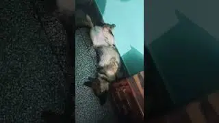 His sleeping position 😴, #shorts #viral #trending #trendingshorts #trendingshorts #dog #viralshorts