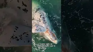 ¿Sabías que existen las ballenas francas australes albinas?🐳