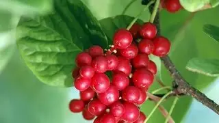 Лимонник китайский – ягода жизненной силы