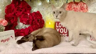 ❤️ Happy Valentine's Day 🥰 Beautiful Relaxing Romantic Music 💕 Burmese Cats Get Cozy 😻 Instrumental