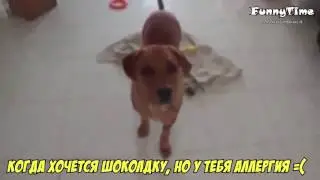 #17 СМЕШНОЕ ВИДЕО 2016 ПОДБОРКА ЛУЧШЕЕ В 720 и 1080