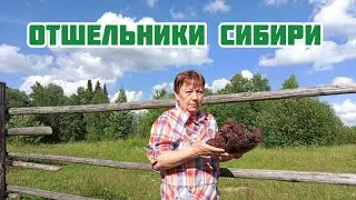 Отшельники Сибири, варим кедровую шишку, сбор шишки...