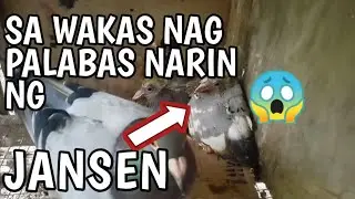 Jansen stress meron na tayo 😱