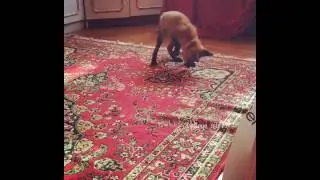 Лис Диего откапывает ковёр