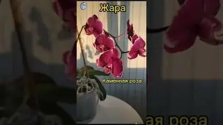 Листья теряют тургор. Почему? #орхидеицветут #floweringplant #орхидеи #orchidcare #пересадкаорхидеи