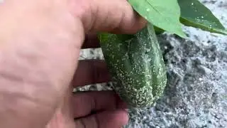 Checking On My Garden