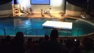 Sea lion show | Mystic aquarium