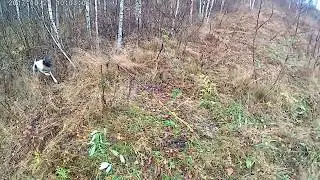 Охота на вальдшнепа с английским пойнтером