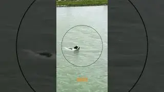 Умный пёс.