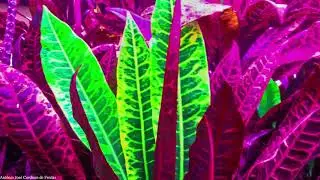 NATUREZA