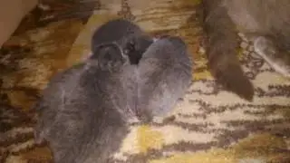 Ксюша с котятами спят без мамы кошка и котята