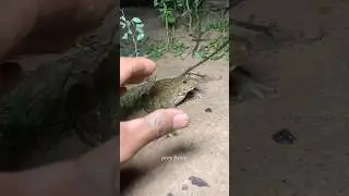 Boing catch frogs funny | froggy catch funny wep wep | funny froggy 